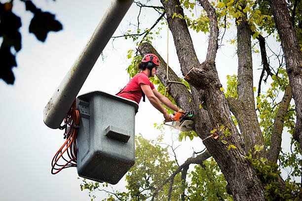 Best Tree Risk Assessment  in Greenfield, MN